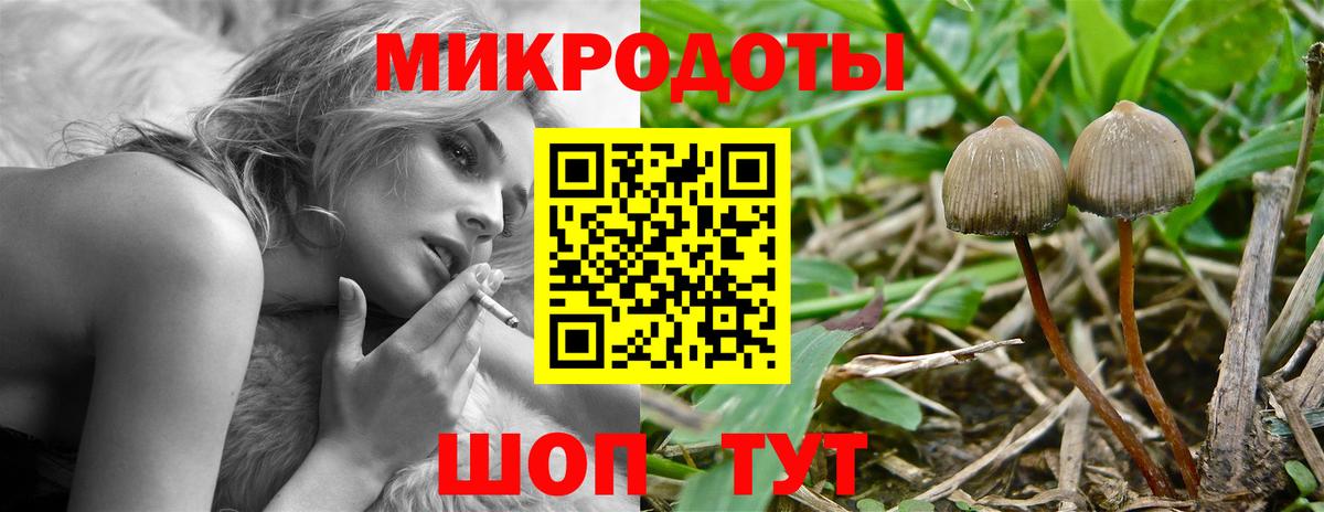 Псилоцибиновые грибы Psilocybine cubensis Рославль
